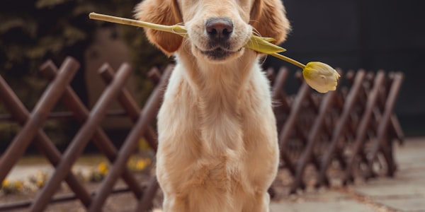 Happy golden retriever enjoying a walk in the sunshine